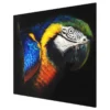BLUE-YELLOW-MACAW-PARROT