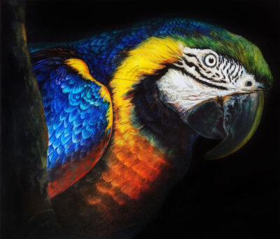 BLUE-YELLOW-MACAW-PARROT
