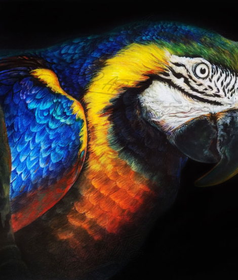 BLUE-YELLOW-MACAW-PARROT