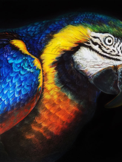BLUE-YELLOW-MACAW-PARROT