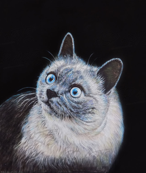 THE-BLACK-AND-WHITE-CAT-PORTRAIT