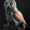 The Watchful Owl