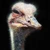 OSTRICH-PORTRAIT