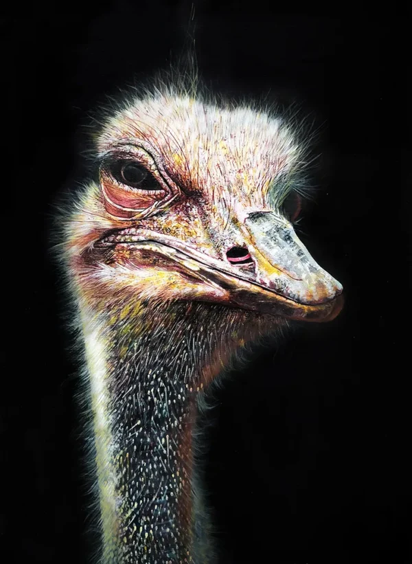 OSTRICH-PORTRAIT