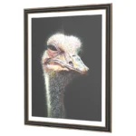 OSTRICH-PORTRAIT